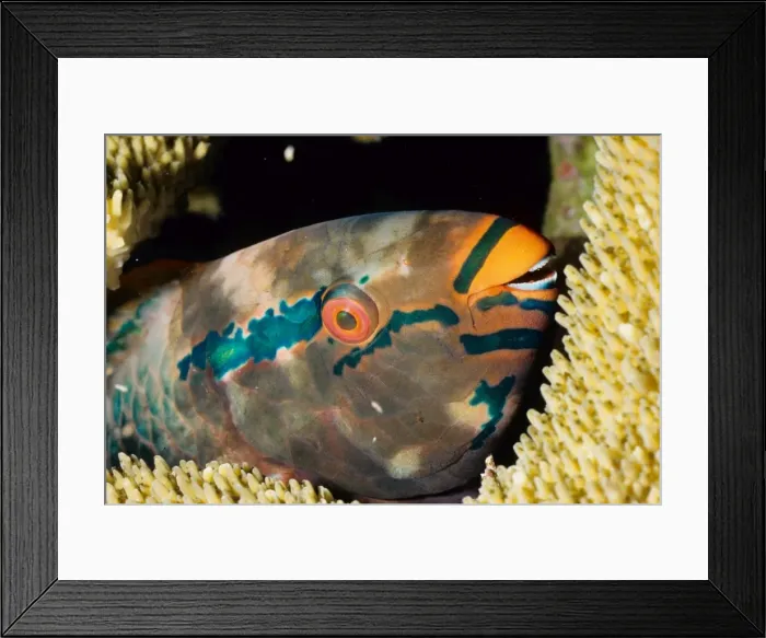 Framed Print : Parrotfish (Scarus sp) asleep at night. Similan Islands, Andaman Sea, Thailand Framed Print : Parrotfish (Scarus sp) asleep at night. Similan Islands, Andaman Sea, Thailand