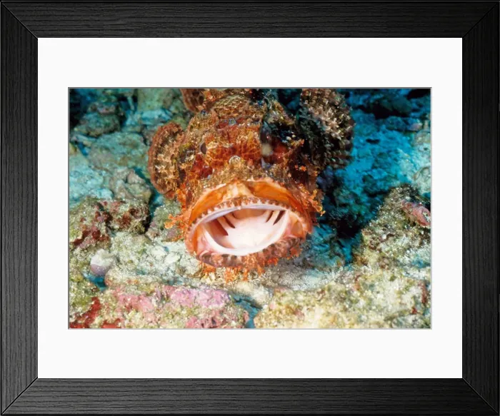 Framed Print : Smallscale scorpionfish (Scorpaenopsis oxycephala). Similan Islands, Andaman Sea, Thailand Framed Print : Smallscale scorpionfish (Scorpaenopsis oxycephala). Similan Islands, Andaman Sea, Thailand