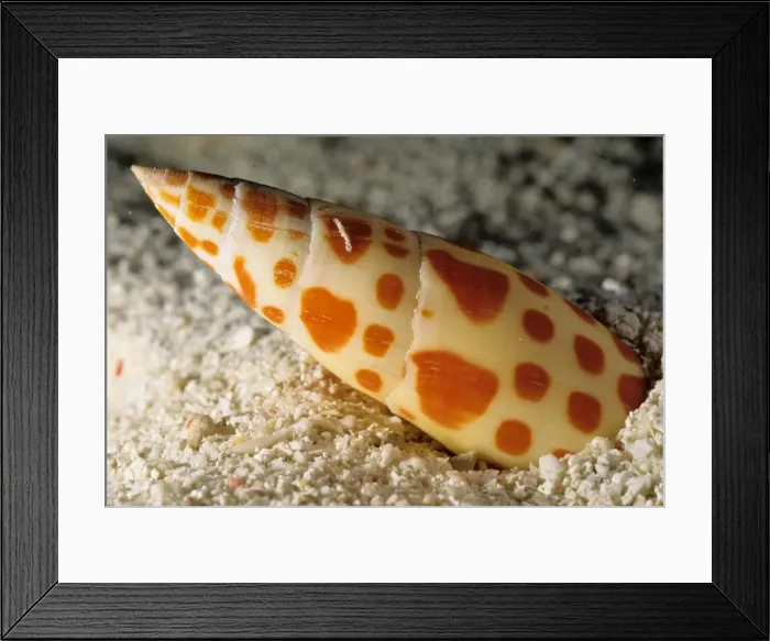 Framed Print : Like many other predatory snails, the miter snail (Mitra mitra) hides burried in sand during the day but emerges at night to forage over the surface of the sand, looking for prey. Great Barrier Reef Marine Park, Queensland, Australia Framed Print : Like many other predatory snails, the miter snail (Mitra mitra) hides burried in sand during the day but emerges at night to forage over the surface of the sand, looking for prey. Great Barrier Reef Marine Park, Queensland, Australia