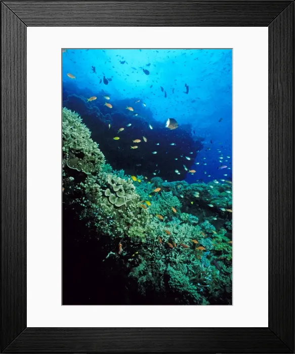 Framed Print : Coral reef scene. Ribbon Reef Number 10, Great Barrier Reef Marine Park, Queensland, Australia Framed Print : Coral reef scene. Ribbon Reef Number 10, Great Barrier Reef Marine Park, Queensland, Australia