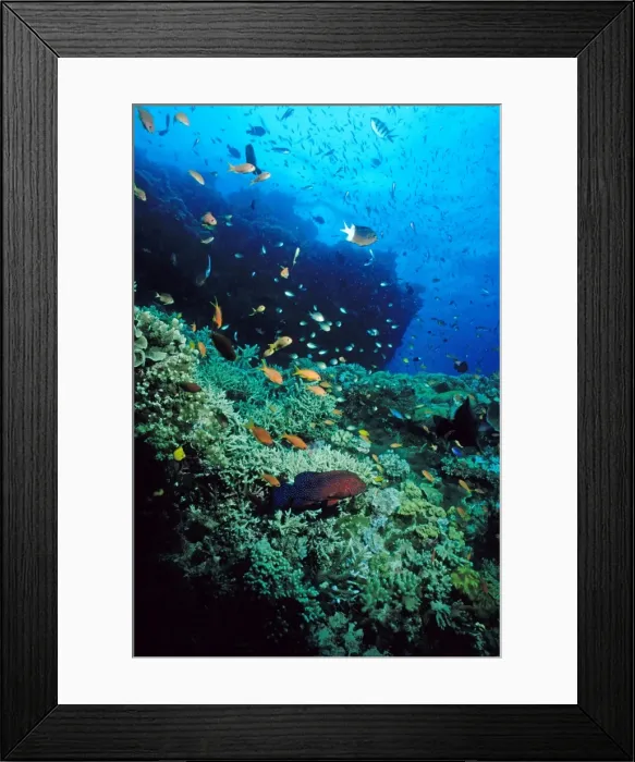 Framed Print : Coral reef scene. Ribbon Reef Number 10, Great Barrier Reef Marine Park, Queensland, Australia