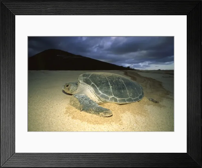 Framed Print : Green sea turtle - nesting female Framed Print : Green sea turtle - nesting female