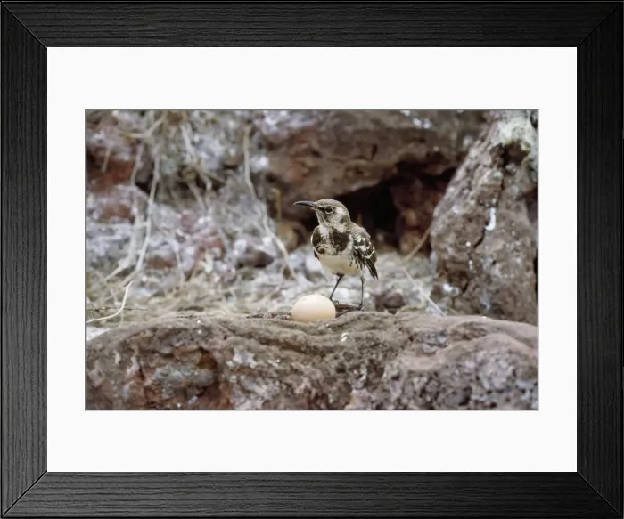 Framed Print : Galapagos Mockingbird