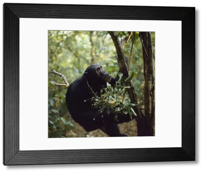 Framed Print : Chimpanzee - Freud with berries (Pseudospondias microcarpa) Gombe, Tanzania, Africa Framed Print : Chimpanzee - Freud with berries (Pseudospondias microcarpa) Gombe, Tanzania, Africa