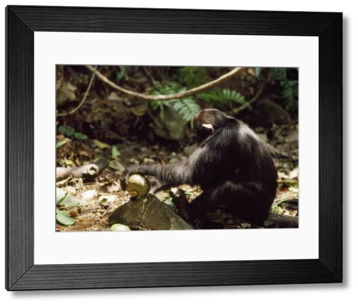 Framed Print : Chimpanzee - bashing Conopharyngia fruit on a rock Gombe Tanzaniz, Africa Framed Print : Chimpanzee - bashing Conopharyngia fruit on a rock Gombe Tanzaniz, Africa