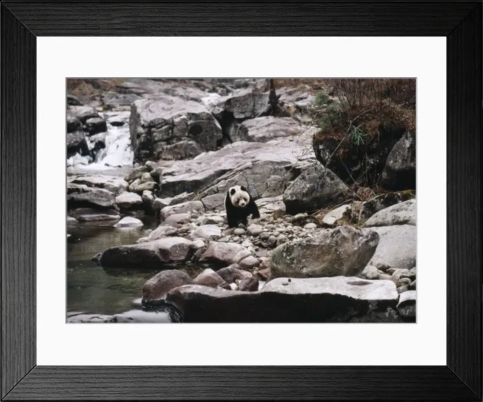 Framed Print : Giant Panda Qinling Mountains, China Framed Print : Giant Panda Qinling Mountains, China