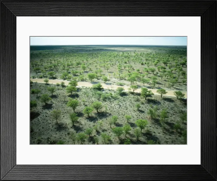 Framed Print : Mopane Trees Etosha National Park, Namibia, Africa Framed Print : Mopane Trees Etosha National Park, Namibia, Africa