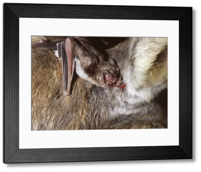Framed Print : Vampire Bat - feeding on a donkey, Trinidad Framed Print : Vampire Bat - feeding on a donkey, Trinidad