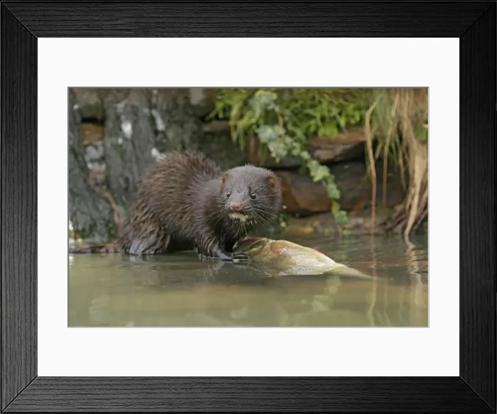 Framed Print : American Mink – front view eating perch by waterfall – alien species UK Framed Print : American Mink – front view eating perch by waterfall – alien species UK