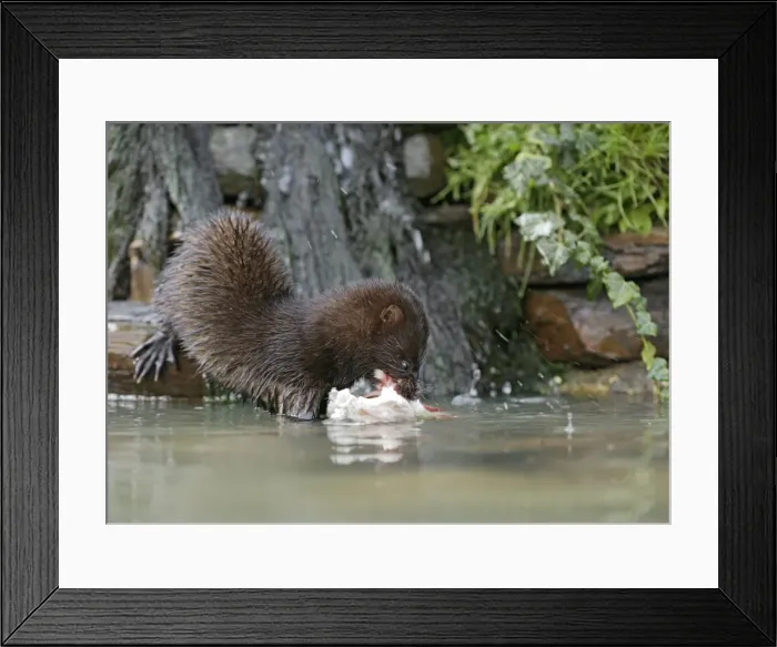 Framed Print : American Mink – front view eating perch by waterfall – showing webbed feet – alien species UK Framed Print : American Mink – front view eating perch by waterfall – showing webbed feet – alien species UK