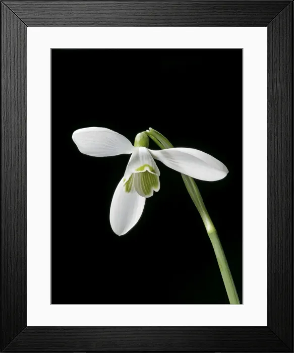 Framed Print : Snowdrop – close up – black background Bedfordshire UK 003837h Framed Print : Snowdrop – close up – black background Bedfordshire UK 003837h