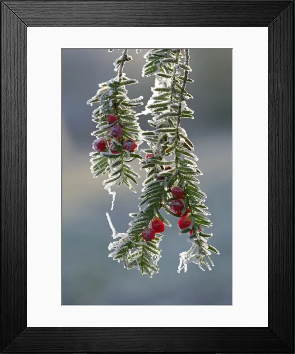 Framed Print : Yew – frost covered Bedfordshire UK 003844h Framed Print : Yew – frost covered Bedfordshire UK 003844h