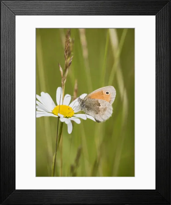 Framed Print : Small Heath Butterfly – resting in meadow Bedfordshire UK 004828 Framed Print : Small Heath Butterfly – resting in meadow Bedfordshire UK 004828