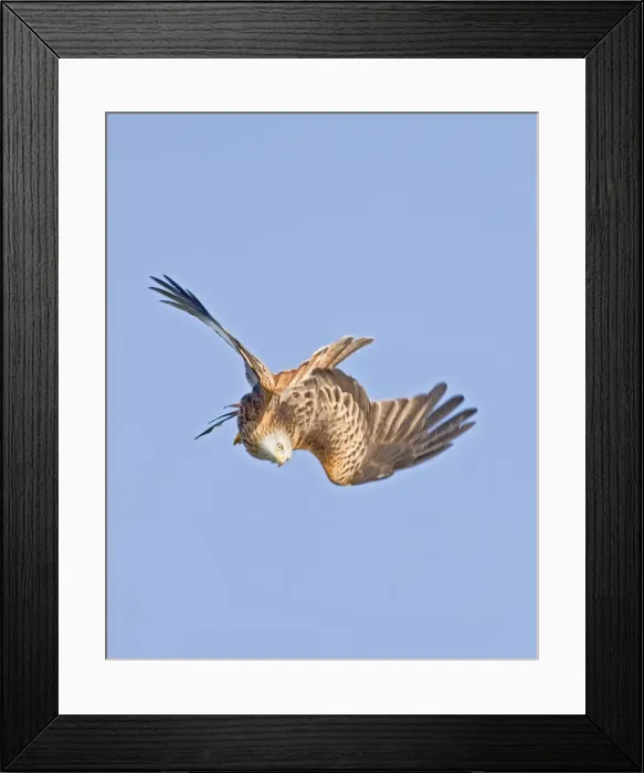 Framed Print : Red kite - diving West Wales UK 005412 Framed Print : Red kite - diving West Wales UK 005412