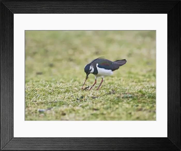 Framed Print : Lapwing / Peewit / Green Plover - pulling worm North Wales UK 005468 Framed Print : Lapwing / Peewit / Green Plover - pulling worm North Wales UK 005468