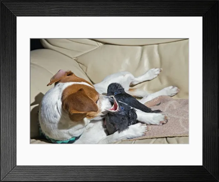 Framed Print : Dog - Jack Russell mothers baby Jackdaws 005687 Framed Print : Dog - Jack Russell mothers baby Jackdaws 005687