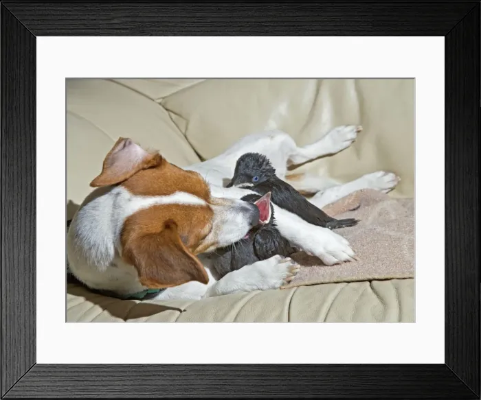 Framed Print : Dog - Jack Russell mothers baby Jackdaws 005686 Framed Print : Dog - Jack Russell mothers baby Jackdaws 005686