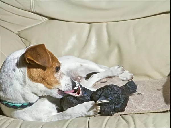 Dog - Jack Russell mothers baby Jackdaws 005688