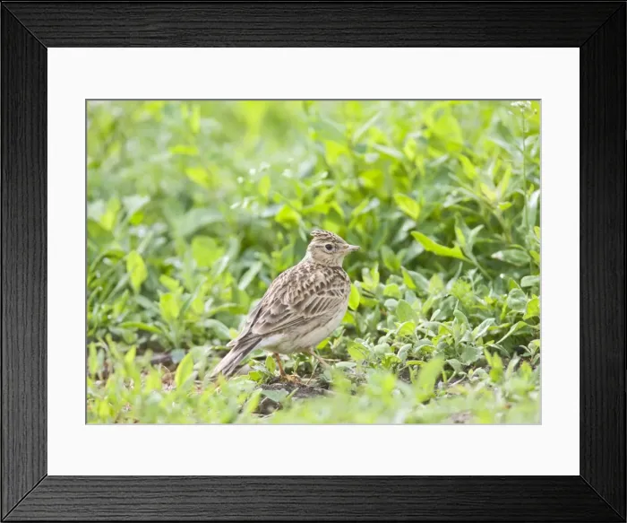 Framed Print : Skylark - On ground with crest raised Bedfordshire UK 005618 Framed Print : Skylark - On ground with crest raised Bedfordshire UK 005618