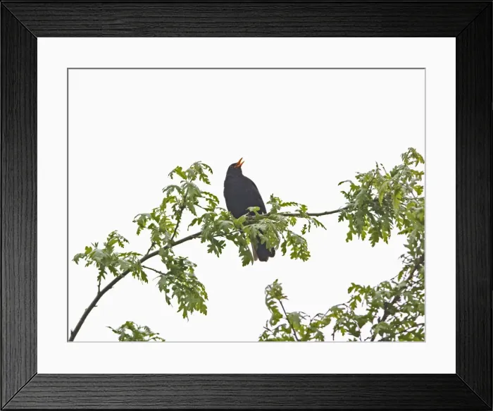 Framed Print : Blackbird - male singing Bedfordshire UK 005592 Framed Print : Blackbird - male singing Bedfordshire UK 005592