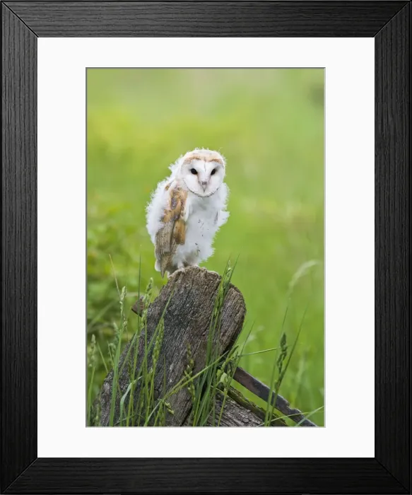 Framed Print : Barn owl - youngster on gate in meadow Bedfordshire UK 005659 Framed Print : Barn owl - youngster on gate in meadow Bedfordshire UK 005659