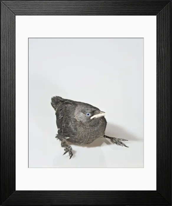 Framed Print : Jackdaw - youngster on white background 005679 Framed Print : Jackdaw - youngster on white background 005679