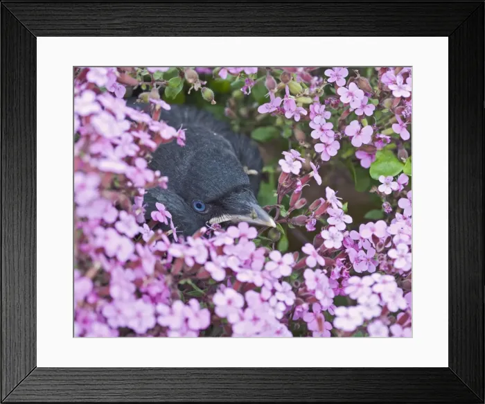 Framed Print : Jackdaw - Youngster in flower bed 005693 Framed Print : Jackdaw - Youngster in flower bed 005693