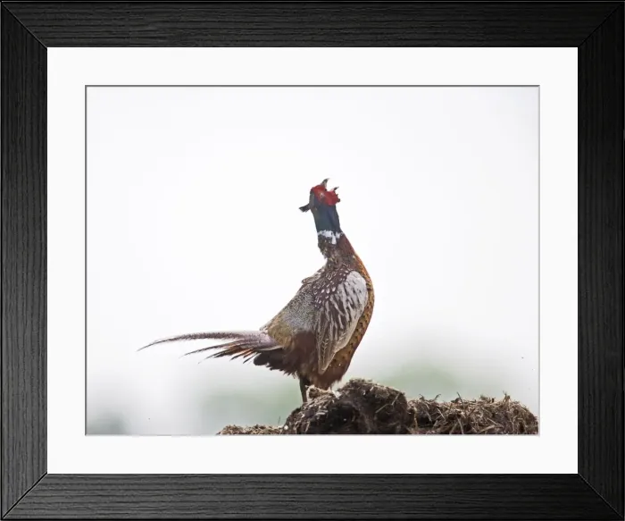 Framed Print : Pheasant - cock displaying Bedfordshire UK 005613 Framed Print : Pheasant - cock displaying Bedfordshire UK 005613