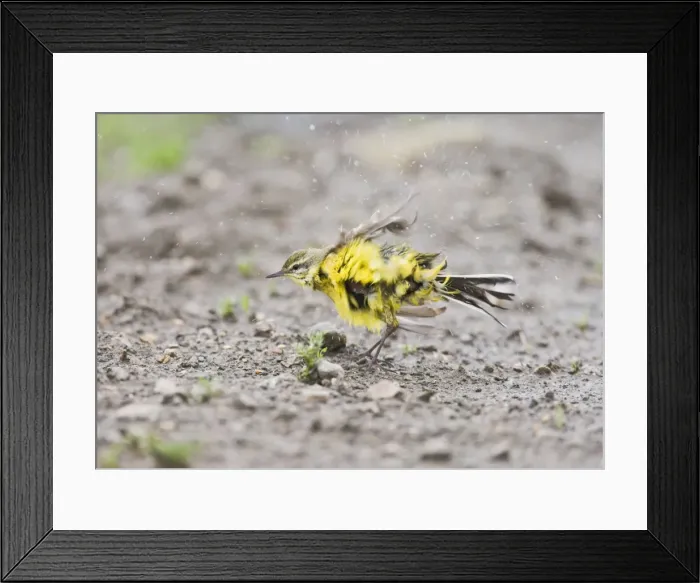 Framed Print : Yellow wagtail - bathing Bedfordshire UK 005638 Framed Print : Yellow wagtail - bathing Bedfordshire UK 005638