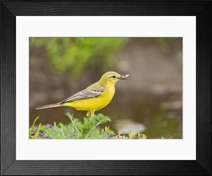 Framed Print : Yellow wagtail - male side view Bedfordshire UK 005635 Framed Print : Yellow wagtail - male side view Bedfordshire UK 005635
