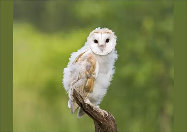 Barn owl - youngster on branch in meadow Bedfordshire UK 005666