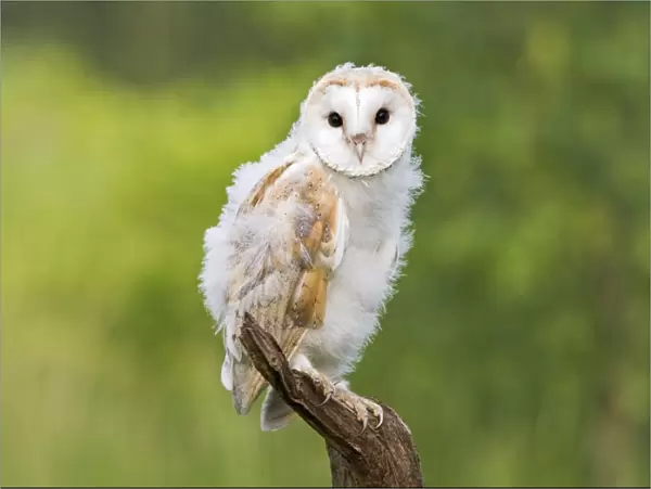 Barn owl - youngster on branch in meadow Bedfordshire UK 005666
