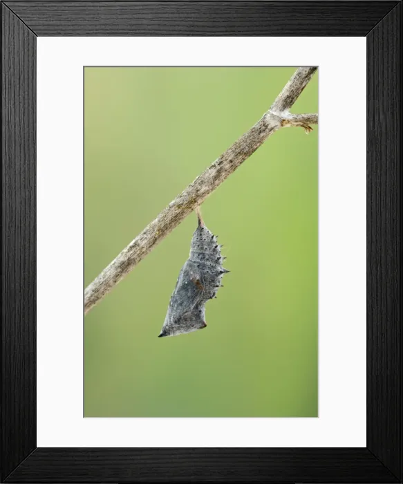 Framed Print : Camberwell Beauty - chrysalis ready to hatch 005746 Framed Print : Camberwell Beauty - chrysalis ready to hatch 005746
