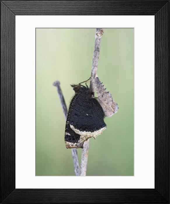 Framed Print : Camberwell beauty - hatching 005757 Framed Print : Camberwell beauty - hatching 005757
