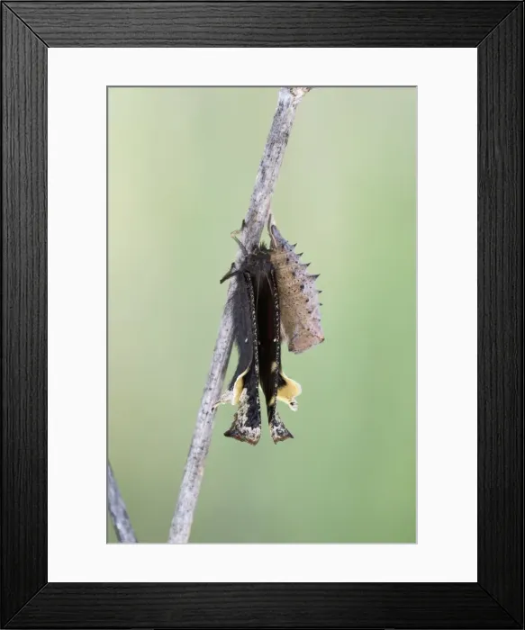 Framed Print : Camberwell Beauty - hatching 005754 Framed Print : Camberwell Beauty - hatching 005754