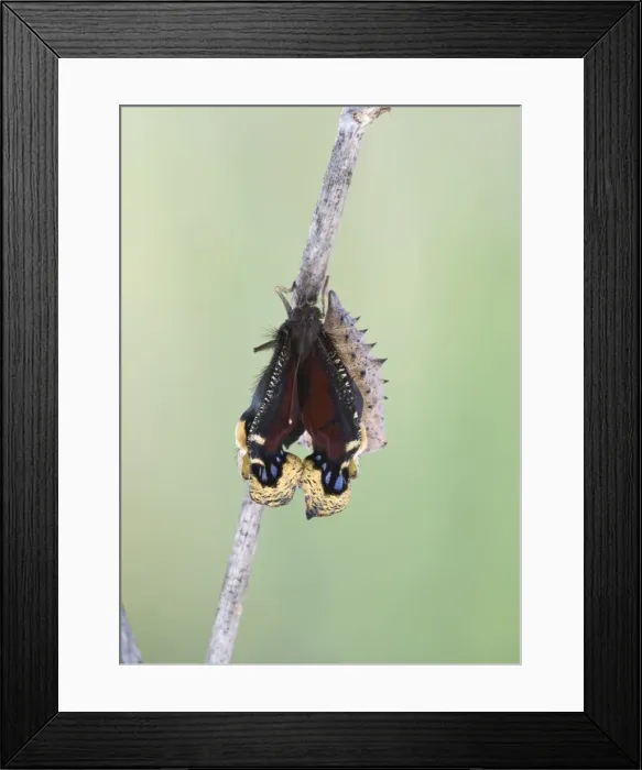 Framed Print : Camberwell Beauty - hatching 005752 Framed Print : Camberwell Beauty - hatching 005752