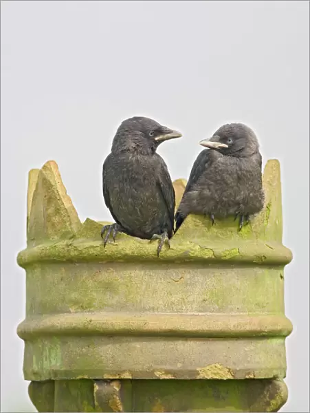 Jackdaw - youngsters on chimney pot Bedfordshire UK 005717