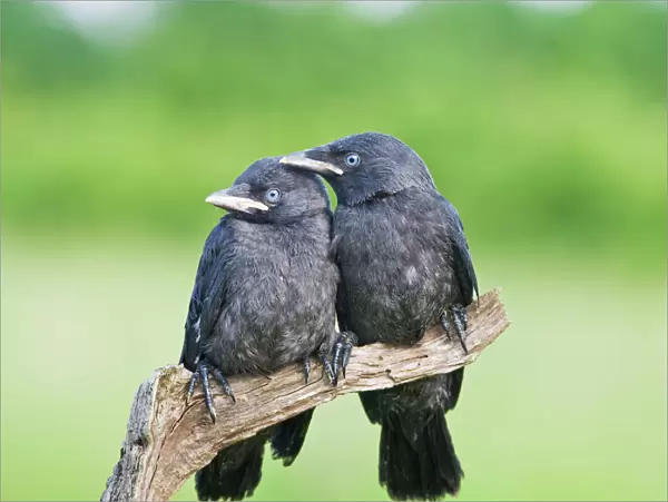 Jackdaw - youngsters on branch Bedfordshire UK 005695