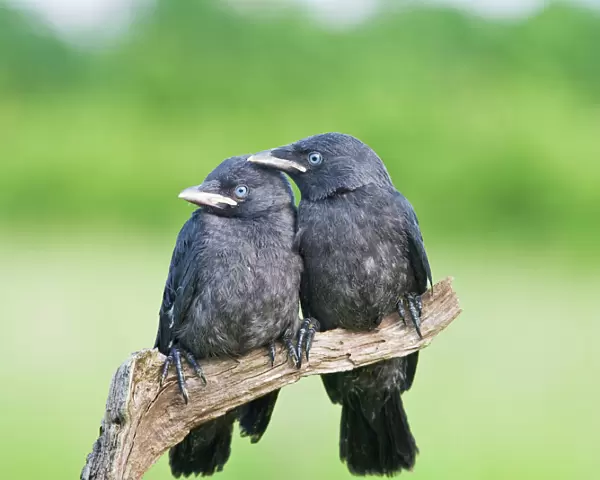 Jackdaw - youngsters on branch Bedfordshire UK 005695