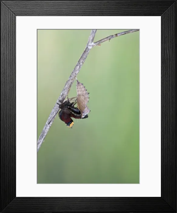 Framed Print : Camberwell Beauty - hatching 005749 Framed Print : Camberwell Beauty - hatching 005749