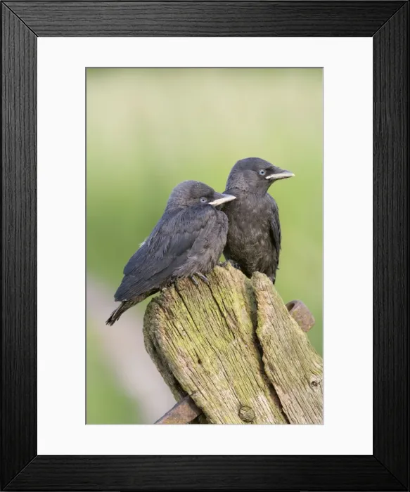 Framed Print : Jackdaw - youngsters on gate post Bedfordshire UK 005700 Framed Print : Jackdaw - youngsters on gate post Bedfordshire UK 005700