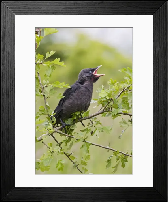 Framed Print : Jackdaw - youngster on hawthorn branch Bedfordshire UK 005729 Framed Print : Jackdaw - youngster on hawthorn branch Bedfordshire UK 005729