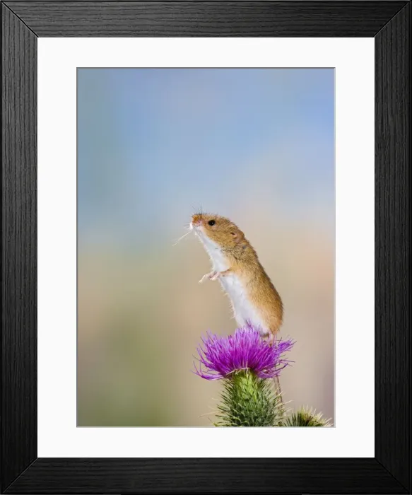Framed Print : Harvest mouse - upright on thistle Bedfordshire UK Framed Print : Harvest mouse - upright on thistle Bedfordshire UK