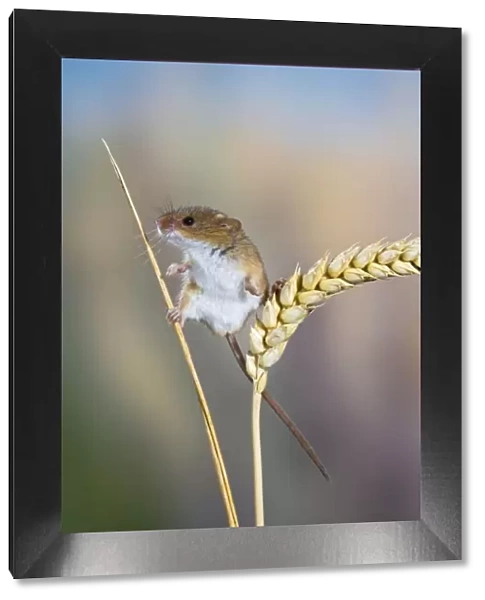 Harvest mouse - on corn head Bedfordshire UK 005858