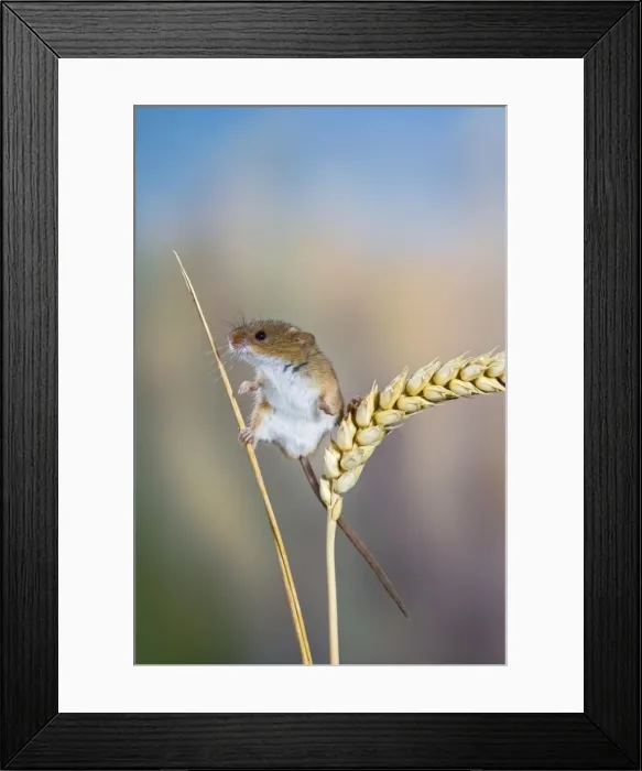 Framed Print : Harvest mouse - on corn head Bedfordshire UK 005858 Framed Print : Harvest mouse - on corn head Bedfordshire UK 005858