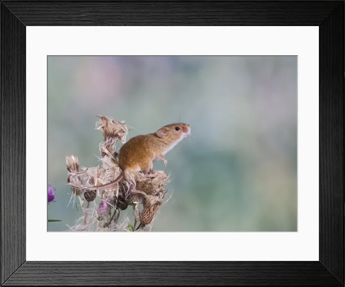 Framed Print : Harvest mouse - upright on thistle Bedfordshire UK Framed Print : Harvest mouse - upright on thistle Bedfordshire UK