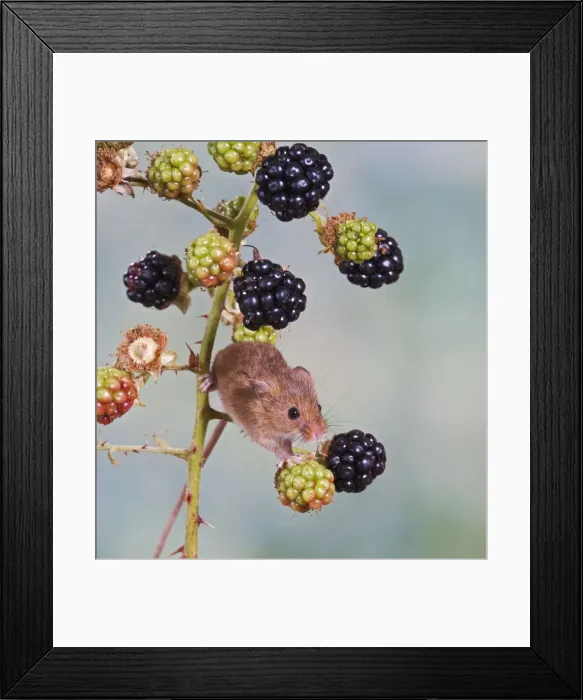 Framed Print : Harvest mouse - on blackberries Bedfordshire UK Framed Print : Harvest mouse - on blackberries Bedfordshire UK