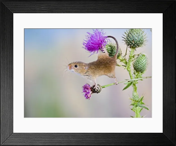 Framed Print : Harvest mouse - upright on thistle using tail to grip Bedfordshire UK Framed Print : Harvest mouse - upright on thistle using tail to grip Bedfordshire UK