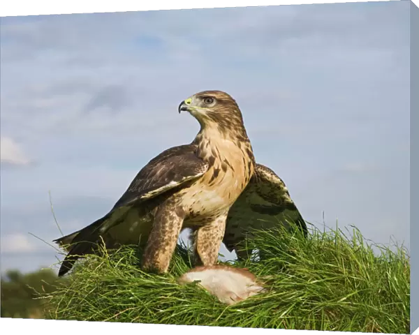 Common buzzard with prey Bedfordshire UK