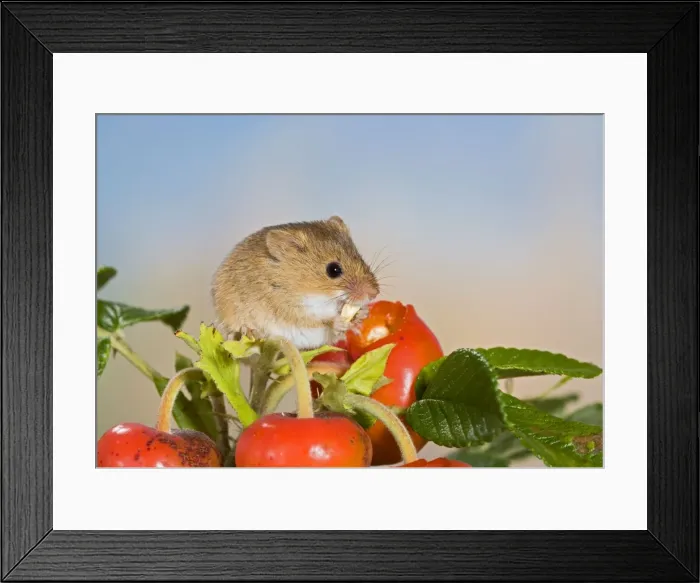 Framed Print : Harvest mouse - feeding on rose hips Bedfordshire UK Framed Print : Harvest mouse - feeding on rose hips Bedfordshire UK